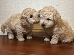 Maltipoo puppies