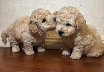 Maltipoo puppies