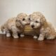 Maltipoo puppies