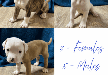 American Bulldog Puppies