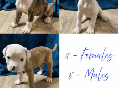 American Bulldog Puppies