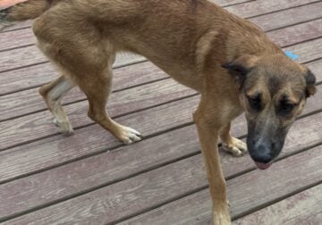 shepadoodle