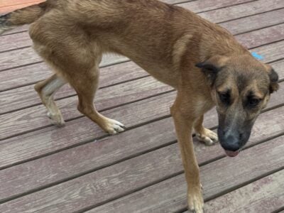 shepadoodle
