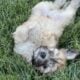 Shih Tzu Poodle Mix Male Puppy