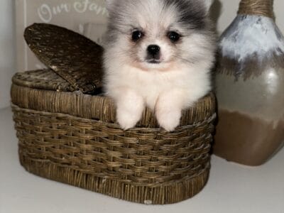 Pomeranian Male Puppy