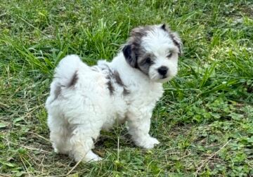 Shih Poo