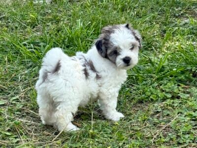Shih Poo