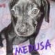 Free Puppies!