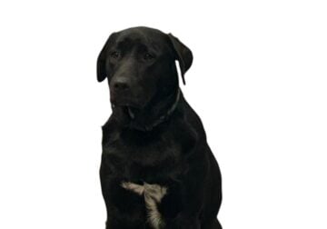Free Labradors