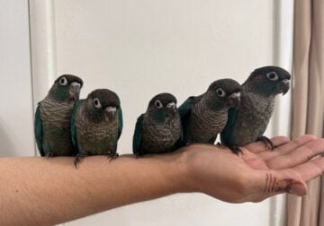 Turquoise conures