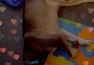 Husky mix for rehoming
