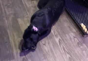 Black Labrador Mix male