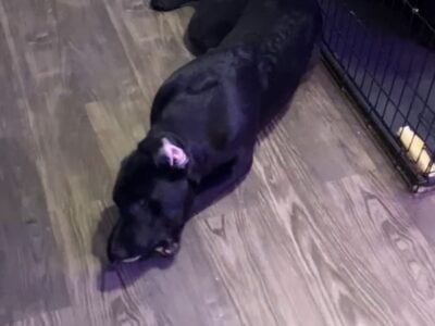 Black Labrador Mix male