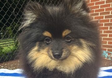CKC Pomeranian: BUSTER BROWN