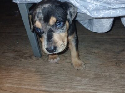 Almost 8 week old puppy for sale