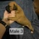 AKC Boxer Puppies for sale