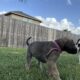 Great Dane Puppies