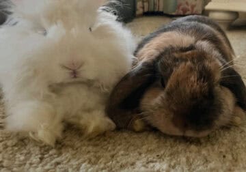 Getting out of the rabbit business