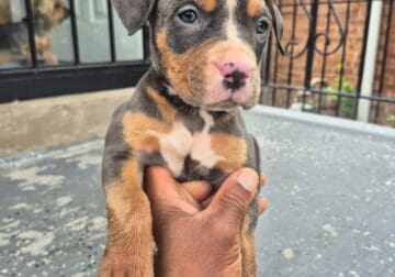 Pitbull female pup