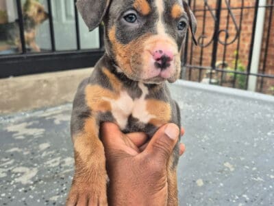Pitbull female pup