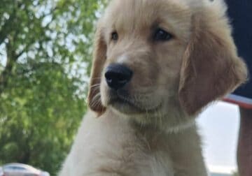 Pure bred Golden Retriever puppies