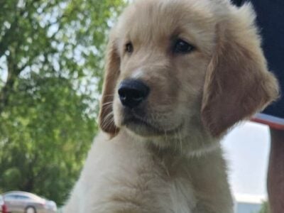 Pure bred Golden Retriever puppies
