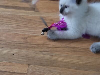 Roxie is a purebred Ragdoll kitten, fun & loving