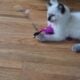 Roxie is a purebred Ragdoll kitten, fun & loving