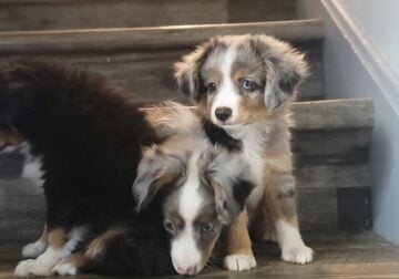 Male miniature Australian shepherds