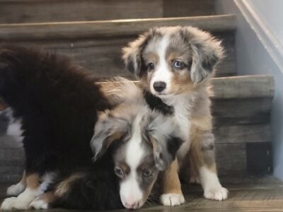 Male miniature Australian shepherds