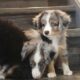 Male miniature Australian shepherds