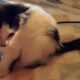 Maine Coon Mix Kittens need good Homes