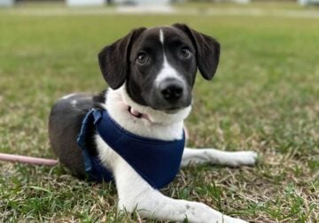 7 month puppy needing to be rehomed