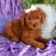 sweet Little Mini Golden doodle Girly