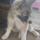 Augoti Husky puppy