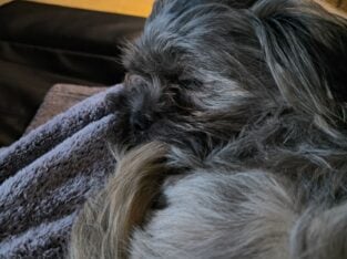 Shih Tzu puppy