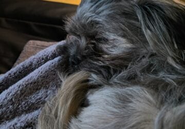 Shih Tzu puppy