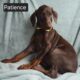 Patience