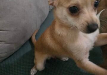3 Pomchiweenie puppies