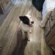 American Akita Girl Puppy – PHANTOM