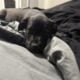 “Sweet 8–12 Week Old Pit Bull Puppy – Friendly, Ca