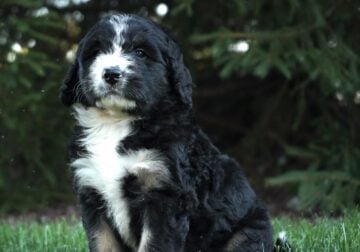Twinkle Bernedoodle puppy