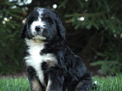 Twinkle Bernedoodle puppy