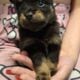 Pomeranian puppies