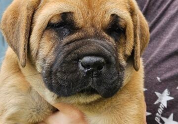 Cane Corso