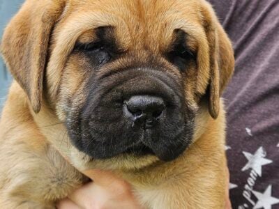 Cane Corso