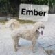 AKC MOYEN POODLE