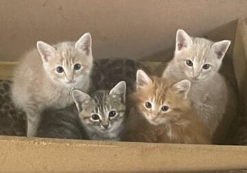 Free Kittens to a good home