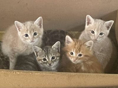 Free Kittens to a good home
