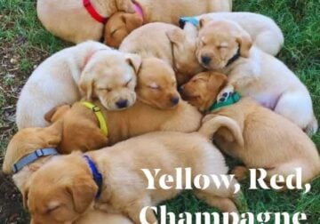 Purebred English AKC Labradors RTG!